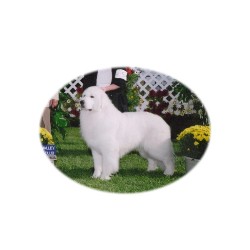 Great Pyrenees Stud in Berthoud, Colorado