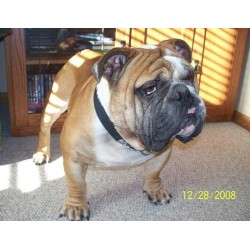English Bulldog Stud in Cedar Rapids, Iowa