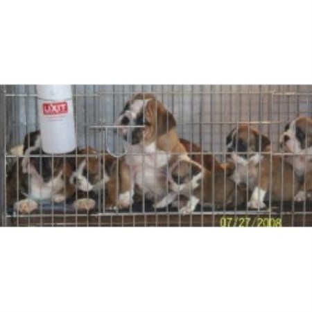 British Bulldog, Bulldog in Iowa picture 2