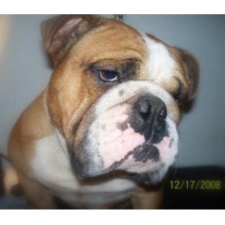English Bulldog breeder in Cedar Rapids Iowa