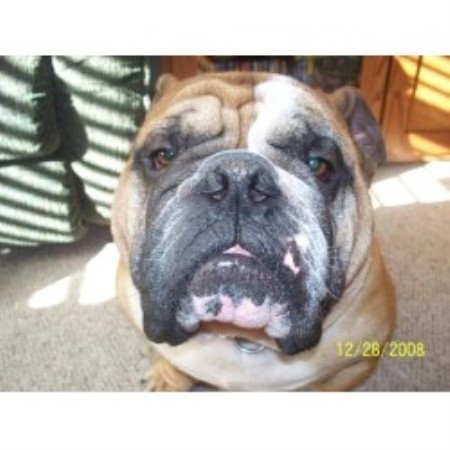English Bulldog Breeder in Cedar Rapids, Iowa