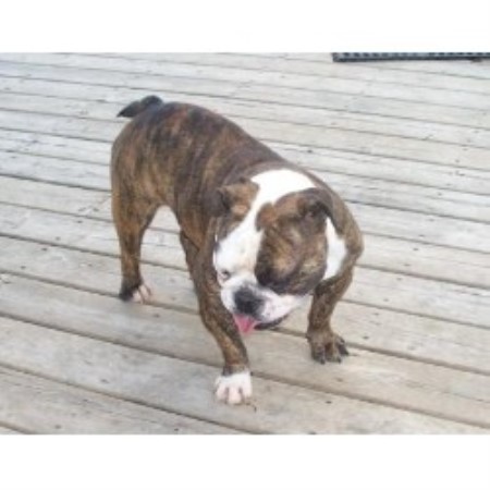 British Bulldog, Bulldog in Iowa
