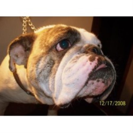 British Bulldog, Bulldog breeder in Iowa picture 2