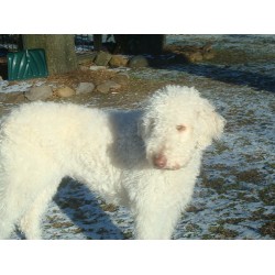 Labradoodle Breeder in Monroe Township, New Hampshire