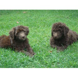 Labradoodle in New Hampshire picture 2