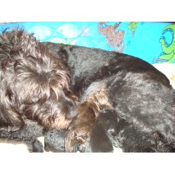 Labradoodle breeder in Monroe Township New Hampshire