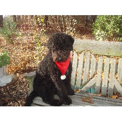 Labradoodle breeder in New Hampshire picture 2
