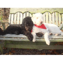 Labradoodle in New Hampshire
