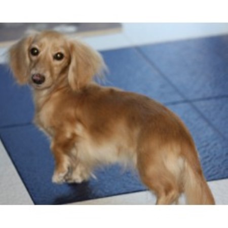 dachshund puppies for sale nc dachshund puppies for sale nc dachshund puppies carolina breeds picture dachshund puppies for sale nc dachshund puppies for sale nc dachshund puppies carolina breeds picture