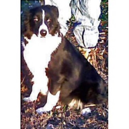 Australian Shepherd Dog breeder in Greenville Kentucky