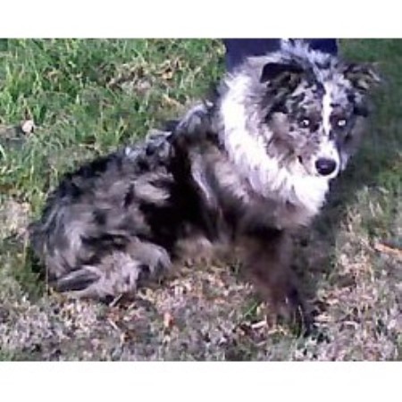 australian shepherd puppies ct australian shepherds connecticut australian shepherd tips australian shepherd tips australian shepherd puppies ct australian shepherds connecticut australian shepherd tips australian shepherd tips