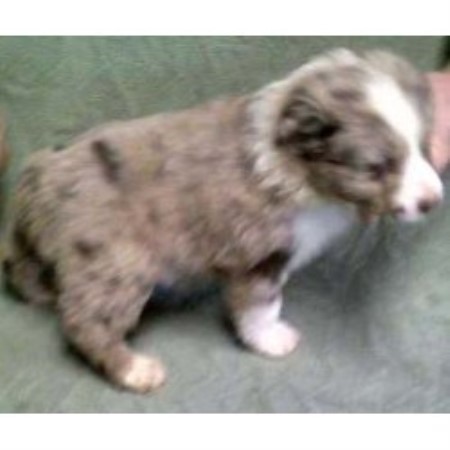 Aussie breeder in Kentucky picture 2