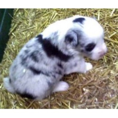 australian shepherd puppies kentucky bakers australian shepherds australian shepherd breeder in greenville kentucky australian shepherd puppies kentucky bakers australian shepherds australian shepherd breeder in greenville kentucky