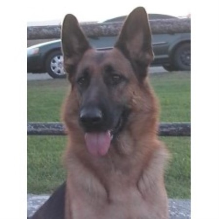 German Shepherd Dog Breeder in Ontario, California