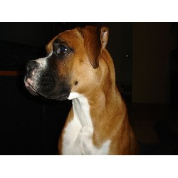 Boxer Stud in Mesa, Arizona