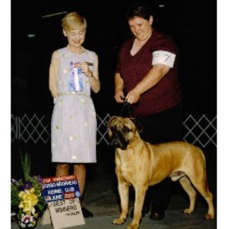 Bullmastiff Breeder in Neillsville, Wisconsin