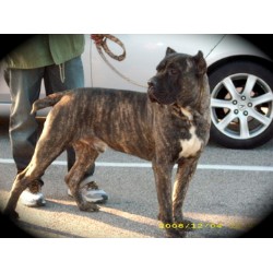 Cane Corso Stud in Virginia