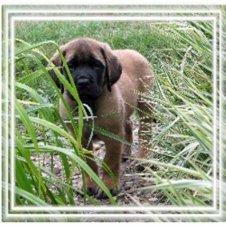 Mastiff breeder in Alberta picture 2