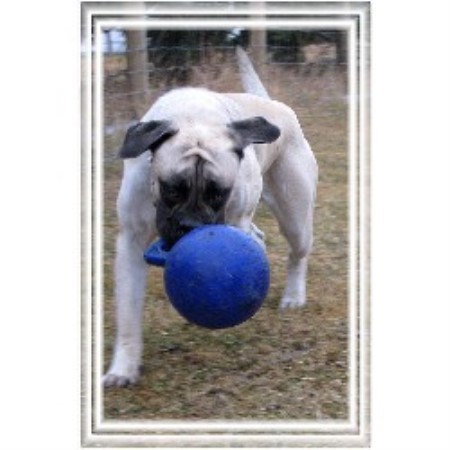 Mastiff in Alberta picture 2