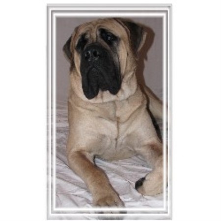 Mastiff Breeder in Gwynne, Alberta