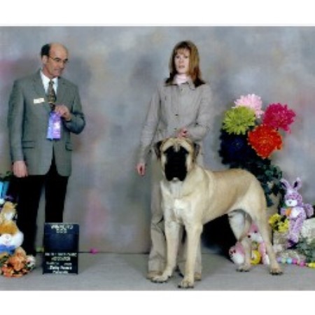 Mastiff in Alberta