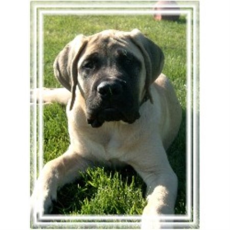 Mastiff breeder in Gwynne Alberta