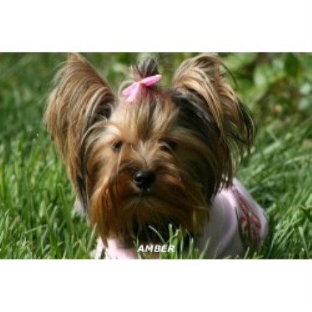 Yorkshire Terrier breeder in Shasta Lake California
