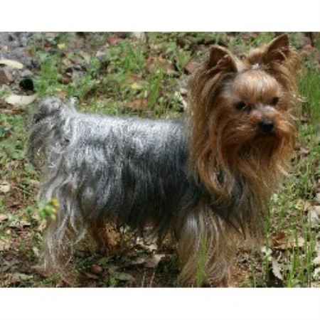 Yorkie breeder in California picture 2