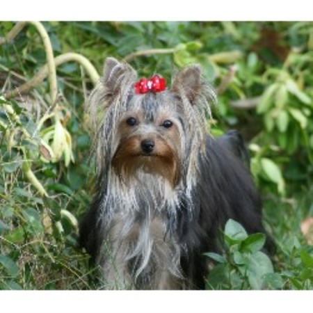 yorkie breeders in california shasta yorkies terrier breeder in shasta lake california 96019 yorkie breeders in california shasta yorkies terrier breeder in shasta lake california 96019