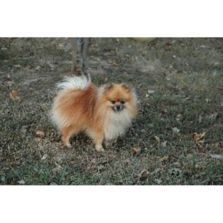 Pomeranian in Ohio