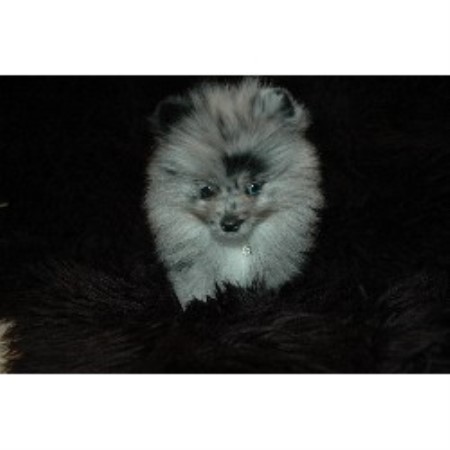ohio pomeranian breeders halliday kennels pomeranian breeder in lima ohio ohio pomeranian breeders halliday kennels pomeranian breeder in lima ohio
