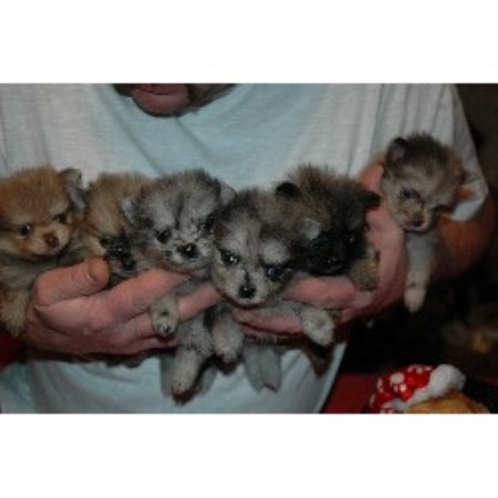 Pomeranian breeder in Ohio picture 2