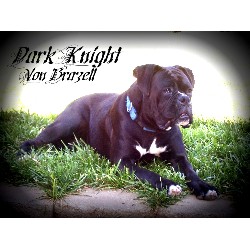 Boxer Stud in Arroyo Grande, California