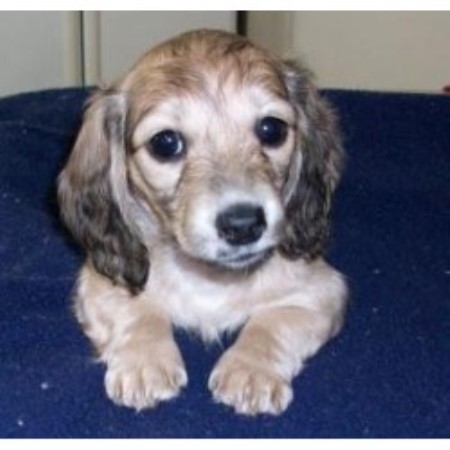 Dachshund Breeder in Herington, Kansas