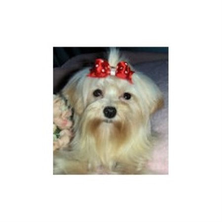 yorkie breeders ontario pizzazz pups terrier breeder in niagara region yorkie breeders ontario pizzazz pups terrier breeder in niagara region