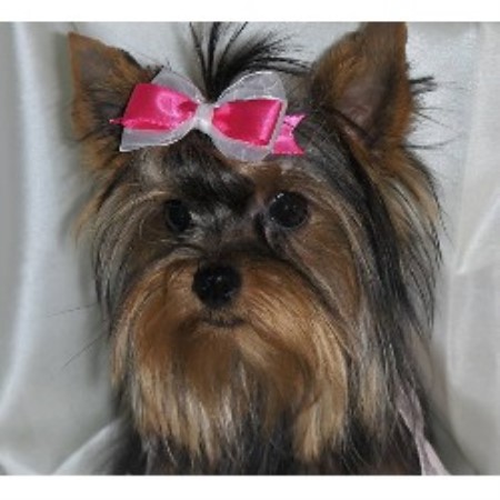 Yorkshire Terrier breeder in Niagara Region Ontario