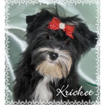 Yorkie in Ontario