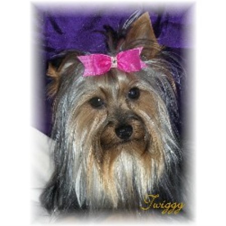Yorkshire Terrier Breeder in Niagara Region, Ontario