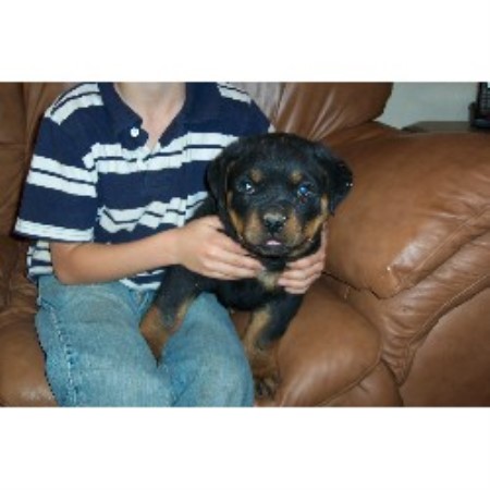 Rottweiler in Arizona picture 2