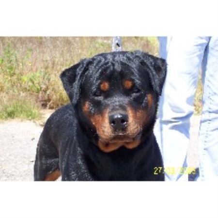 arizona rottweiler breeders guardian rottweilers rottweiler breeder in arizona arizona rottweiler breeders guardian rottweilers rottweiler breeder in arizona