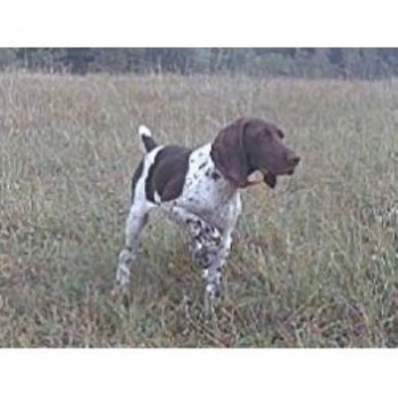 german shorthair puppies mn northwaters gsp s german shorthaired pointer breeder in hibbing minnesota listing german shorthair puppies mn northwaters gsp s german shorthaired pointer breeder in hibbing minnesota listing