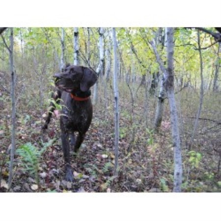 German Shorthaired Pointer breeder in Minnesota picture 2