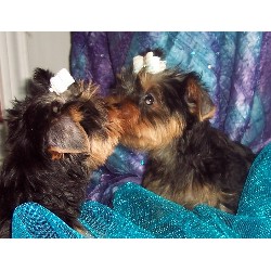 Yorkshire Terrier Breeder in Victoria, Texas
