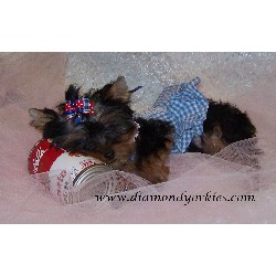 Yorkie in Texas picture 2