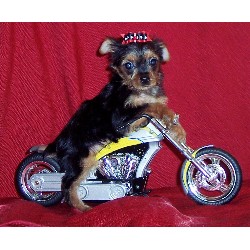 Yorkshire Terrier breeder in Victoria Texas