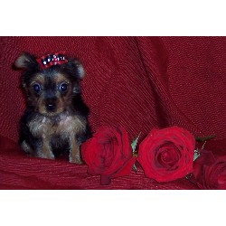 Yorkie in Texas