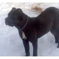 Cane Corso breeder in Gary Indiana