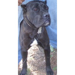 Cane Corso Breeder in Gary, Indiana