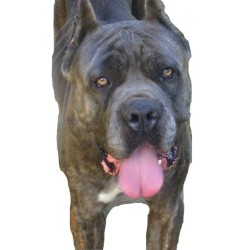 Cane Corso breeder in Indiana picture 2