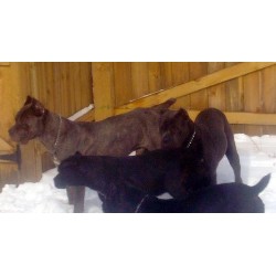Cane Corso in Indiana picture 2